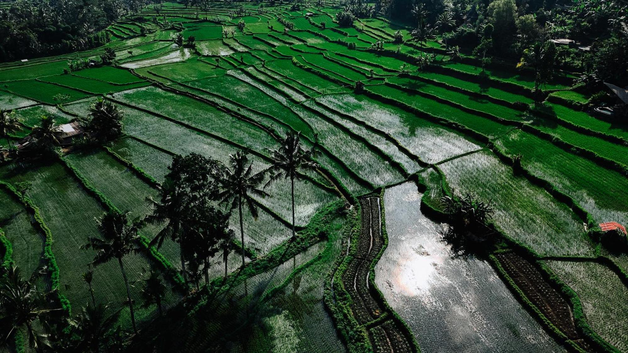 Arcada Bali Bamboo House Villa Sidemen  Exteriör bild